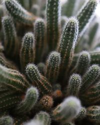 Close-up of cactus plant