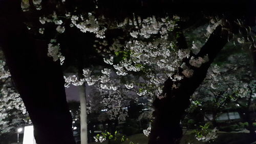 Close-up of flower tree