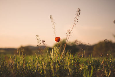 Close-up of wheat growing on field at sunset