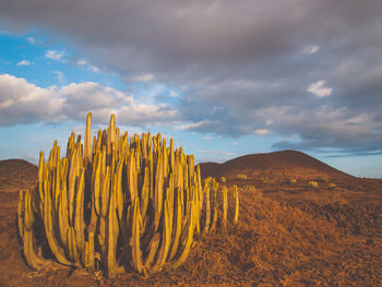 Panoramic view of cactus on field against sky