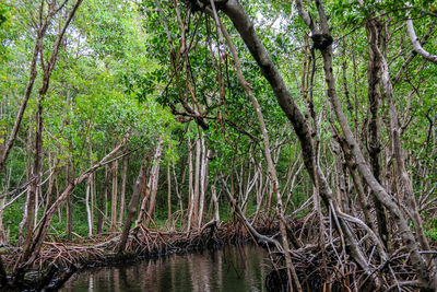 Trees in forest