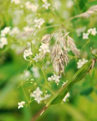 Close-up of flowers against blurred background