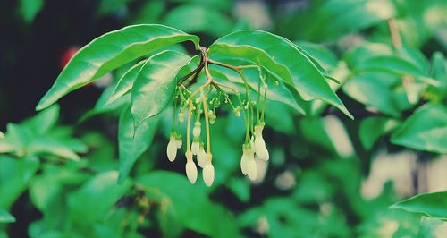 Close-up of plant