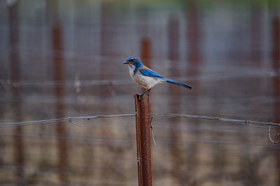 Close-up of bird perching on wooden post