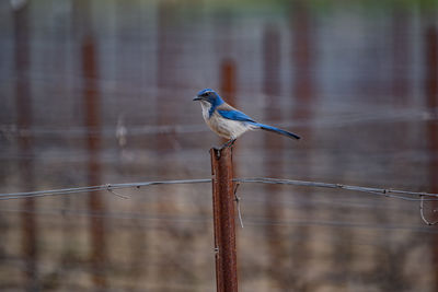 Blue and brown scrub jay bird perched on a rusted fence post in a vineyard.