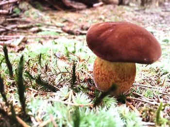 Close-up of mushroom growing on field