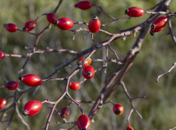 Red berries growing on tree