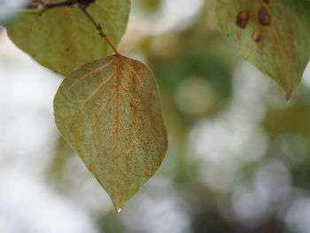 Close-up of autumnal leaves