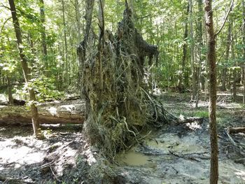 Trees growing in forest