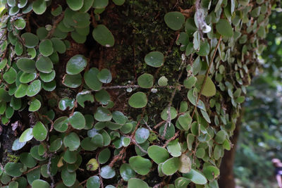 Close-up of ivy growing on tree trunk