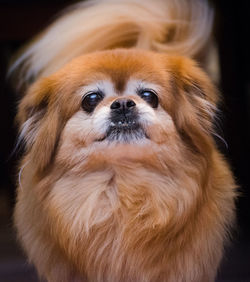 Close-up of pomeranian dog