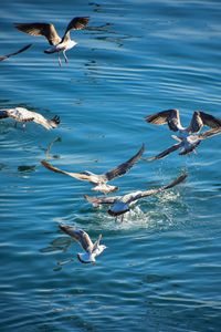 Seagulls flying over sea