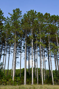 Tall pine trees in the forest woods