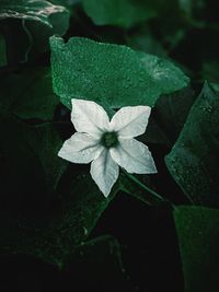 Close-up of white flowering plant