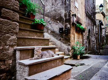 Potted plants against wall of old building