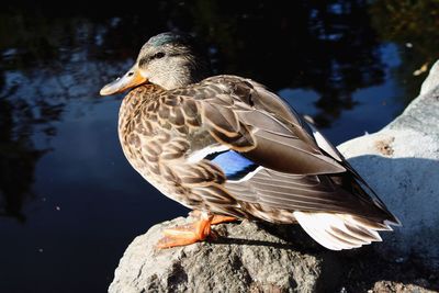Close-up of duck on lake