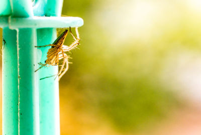 Close-up of insect on plant