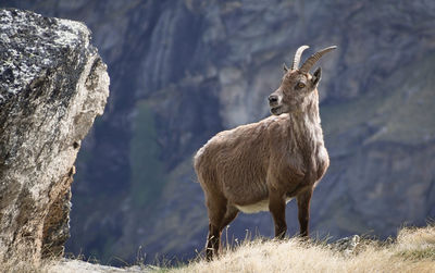 Beautiful ibex in gran paradiso national park.