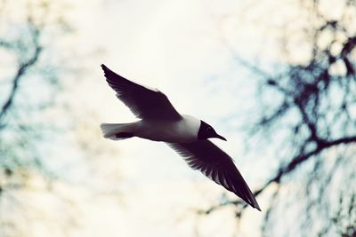 Low angle view of birds flying in sky