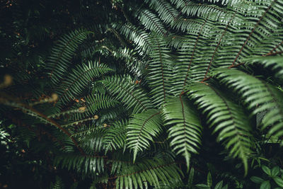 Close-up of fern leaves