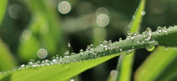 Close-up of wet plant during rainy season