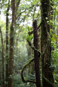 Close-up of tree trunk in forest