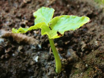 Close-up of leaves