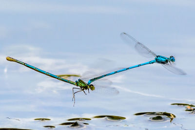 High angle view of dragonflies hovering over pond