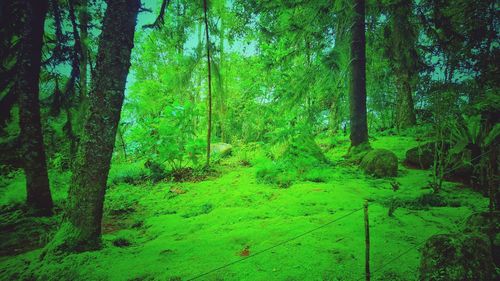 View of trees in the forest