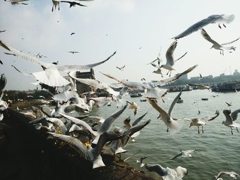 Birds flying over sea against sky