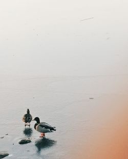 Ducks in water