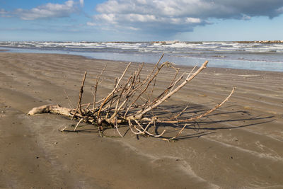 Driftwood on beach against sky
