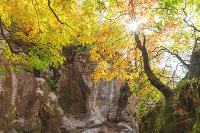 Trees in forest during autumn