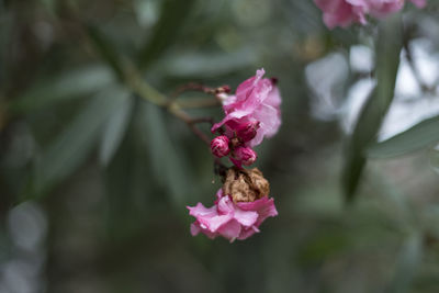 Close-up of pink pollinating flower
