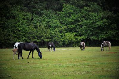 Horses grazing in a field