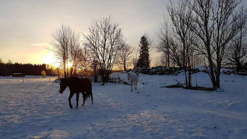 Dog on snow covered field during sunset