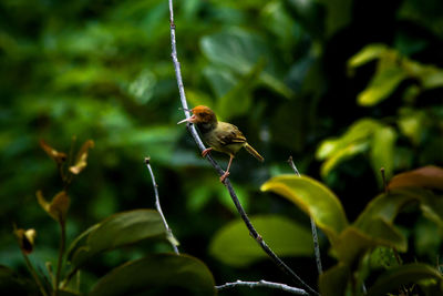 Close-up of bird perching on plant