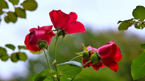 Close-up of red rose plant