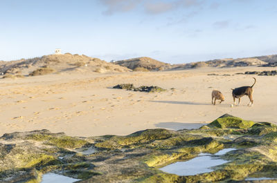 Scenic view of desert against sky