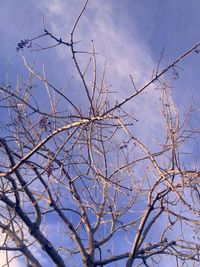 Low angle view of bare tree against sky