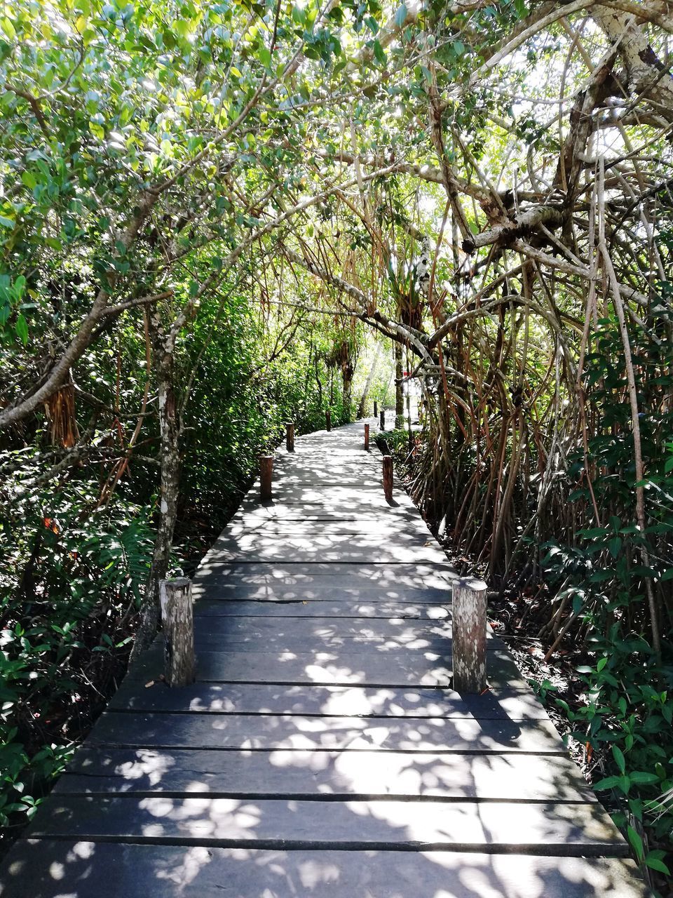 NARROW FOOTPATH ALONG TREES