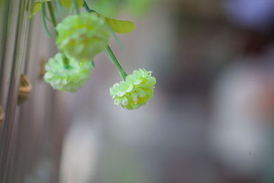 Close-up of flowering plant