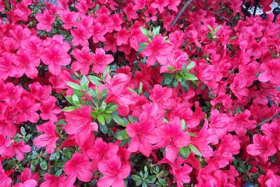 Full frame of pink flowers