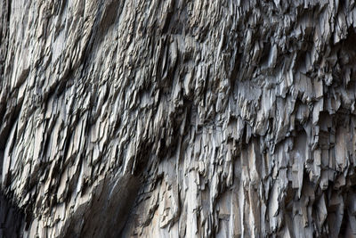 Full frame shot of tree trunk