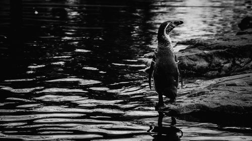 Close-up of swan swimming on lake