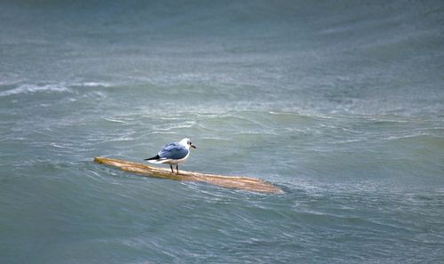 Bird perching on wood in sea
