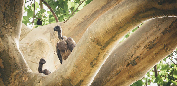 Low angle view of vultures perching on tree