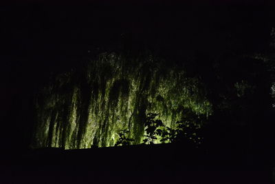 Low angle view of trees at night