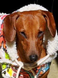 Close-up portrait of dog at home