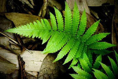 Close-up of leaves